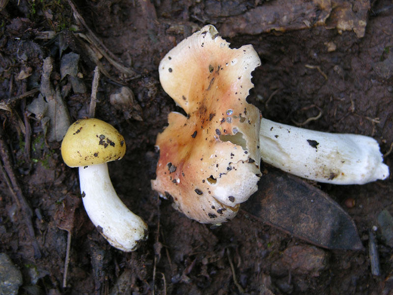 1� russula trentina....